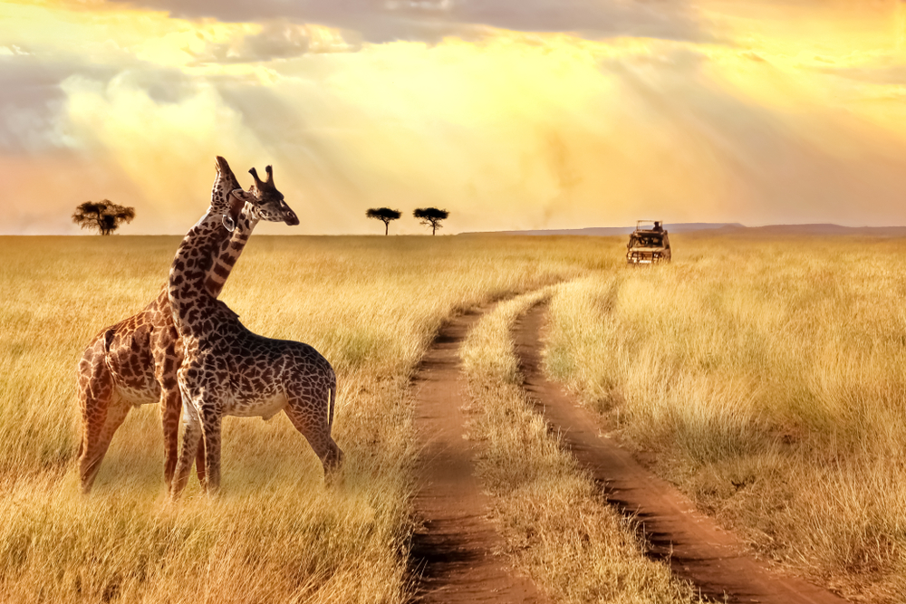 The Incredible Truth About Luxury African Safaris - WiserThinking